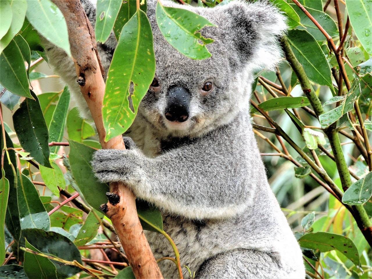 可爱的考拉在树上，澳大利亚动物
