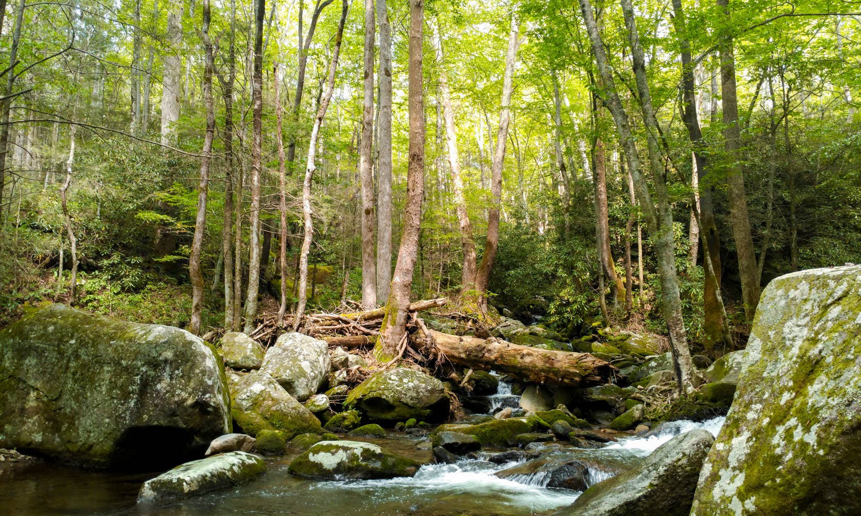 Cosby Cabin rentals Tennessee, United States Airbnb