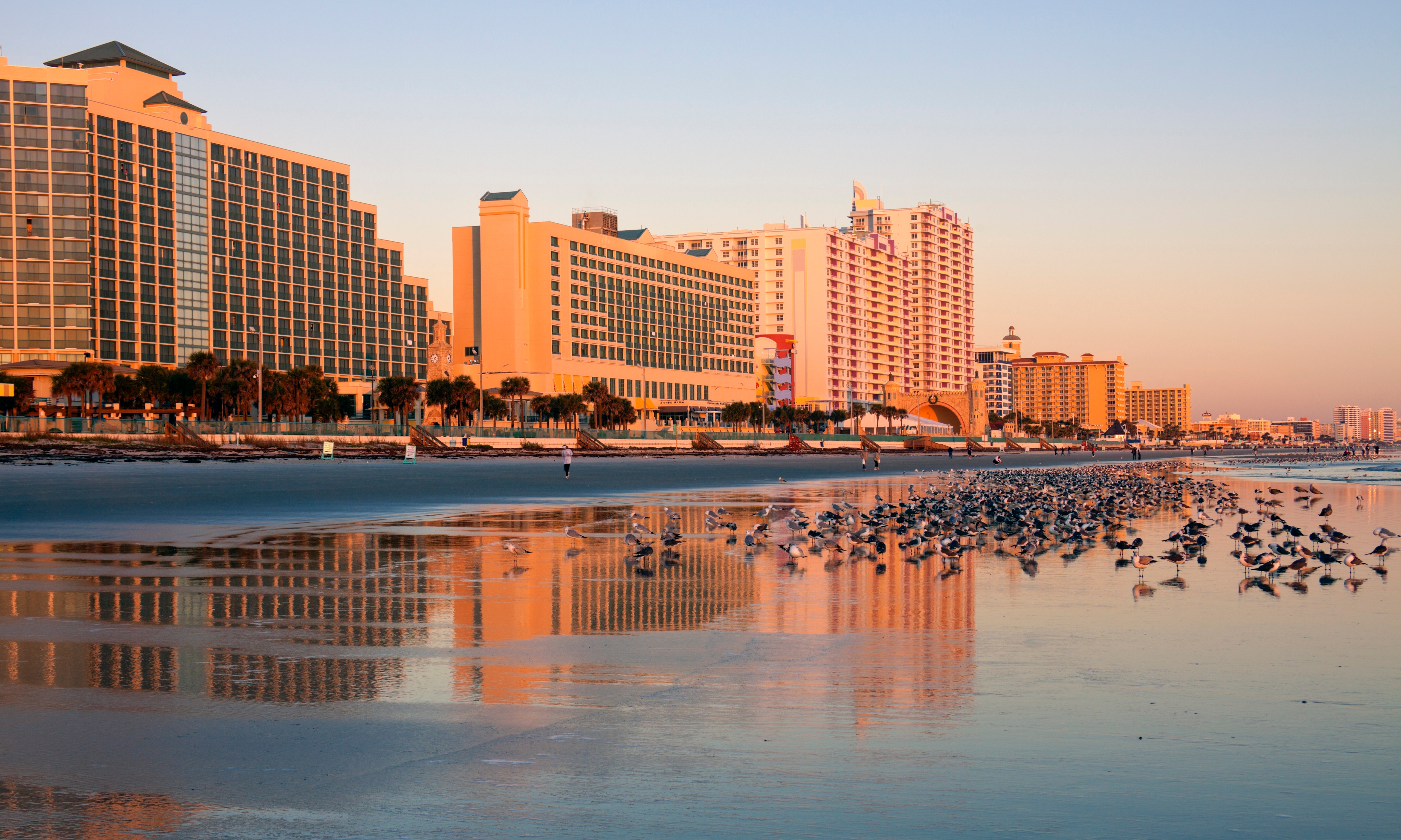 can dogs be on daytona beach