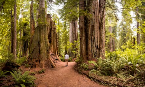 أكواخ للإيجار في Sequoia National Forest