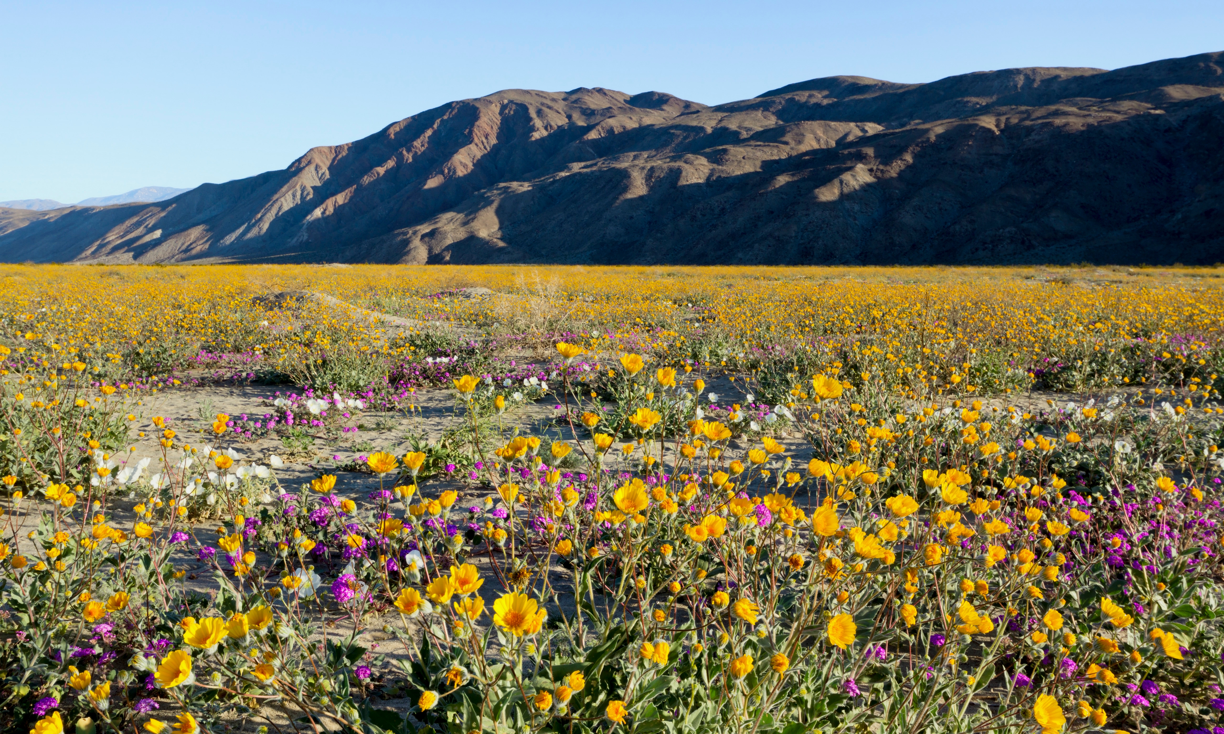 Borrego Springs Жилье - Калифорния, США | Airbnb