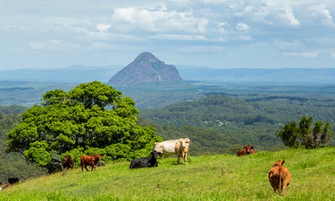Pet-friendly home rentals in Maleny