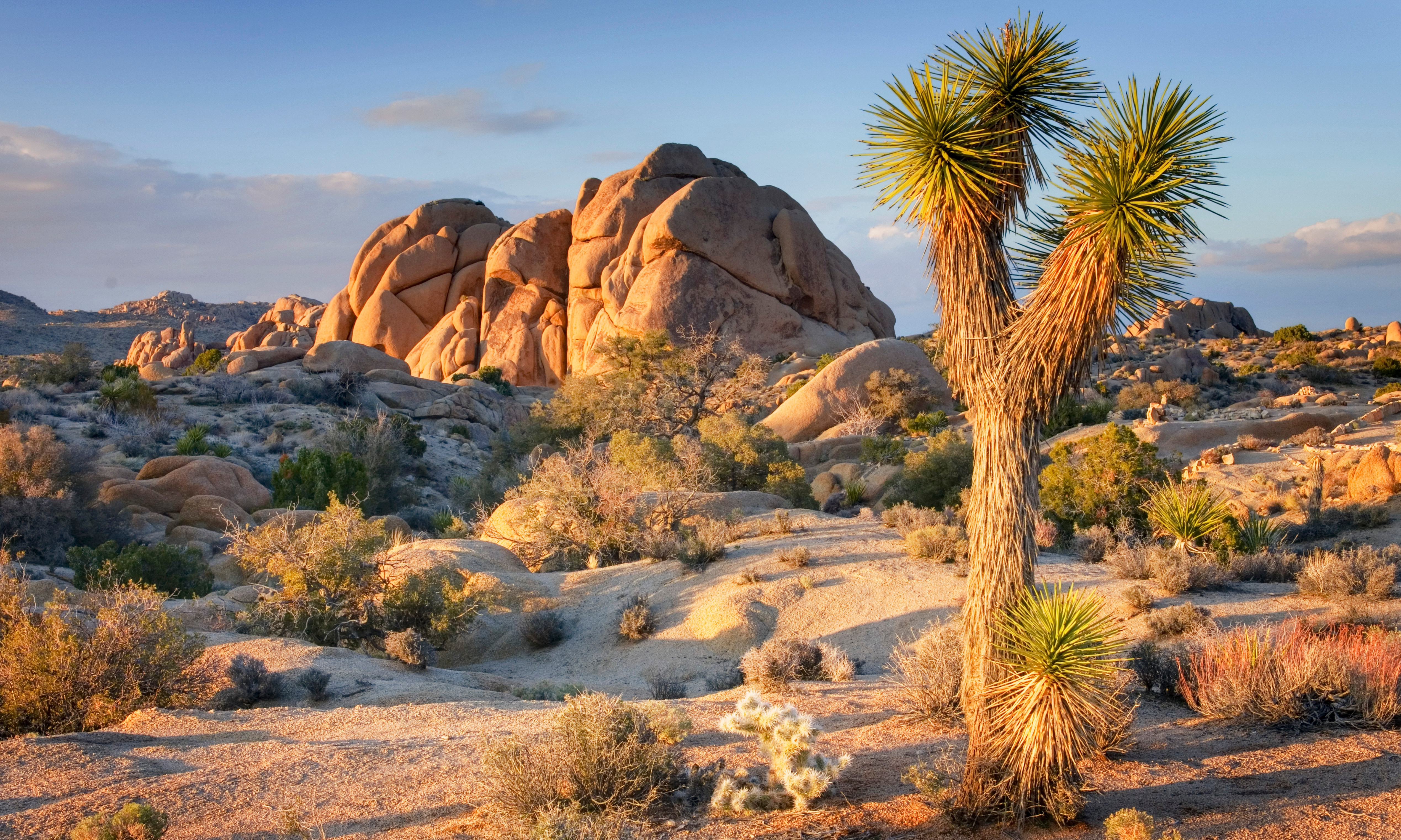 does joshua tree allow dogs