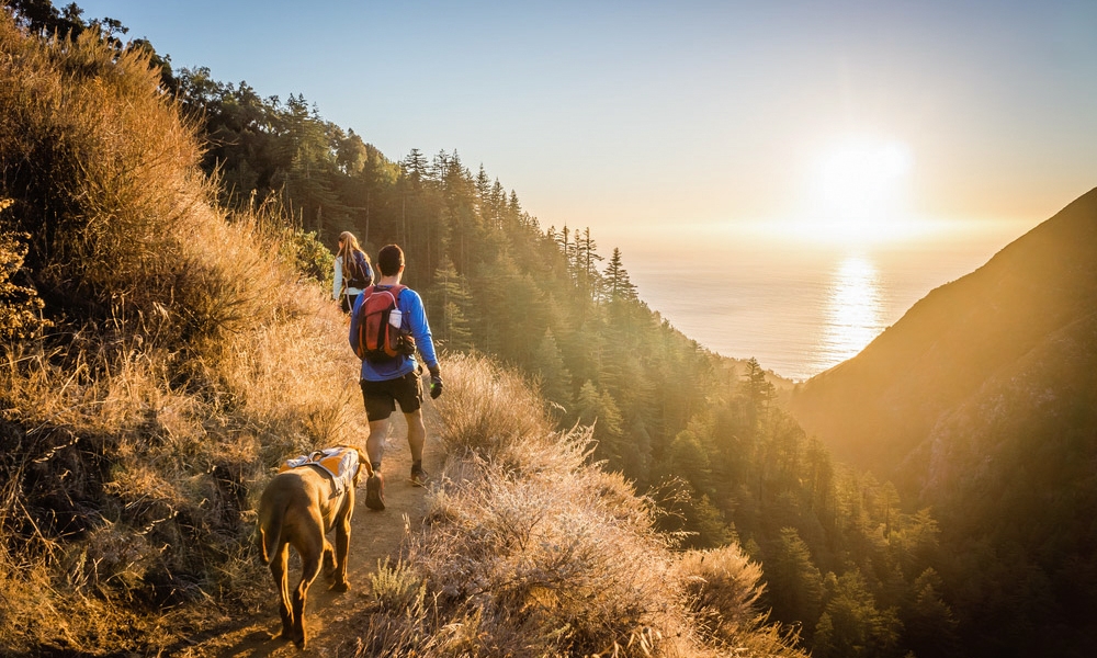 are dogs allowed in big sur parks