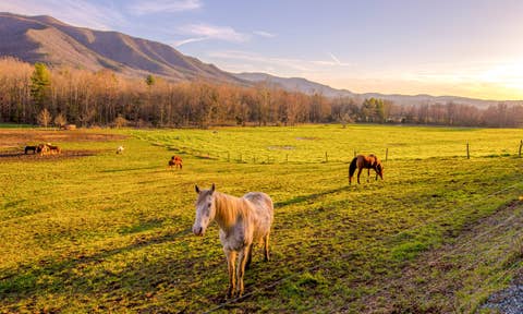 Great Smoky Mountains : locations de vacances avec animaux acceptés