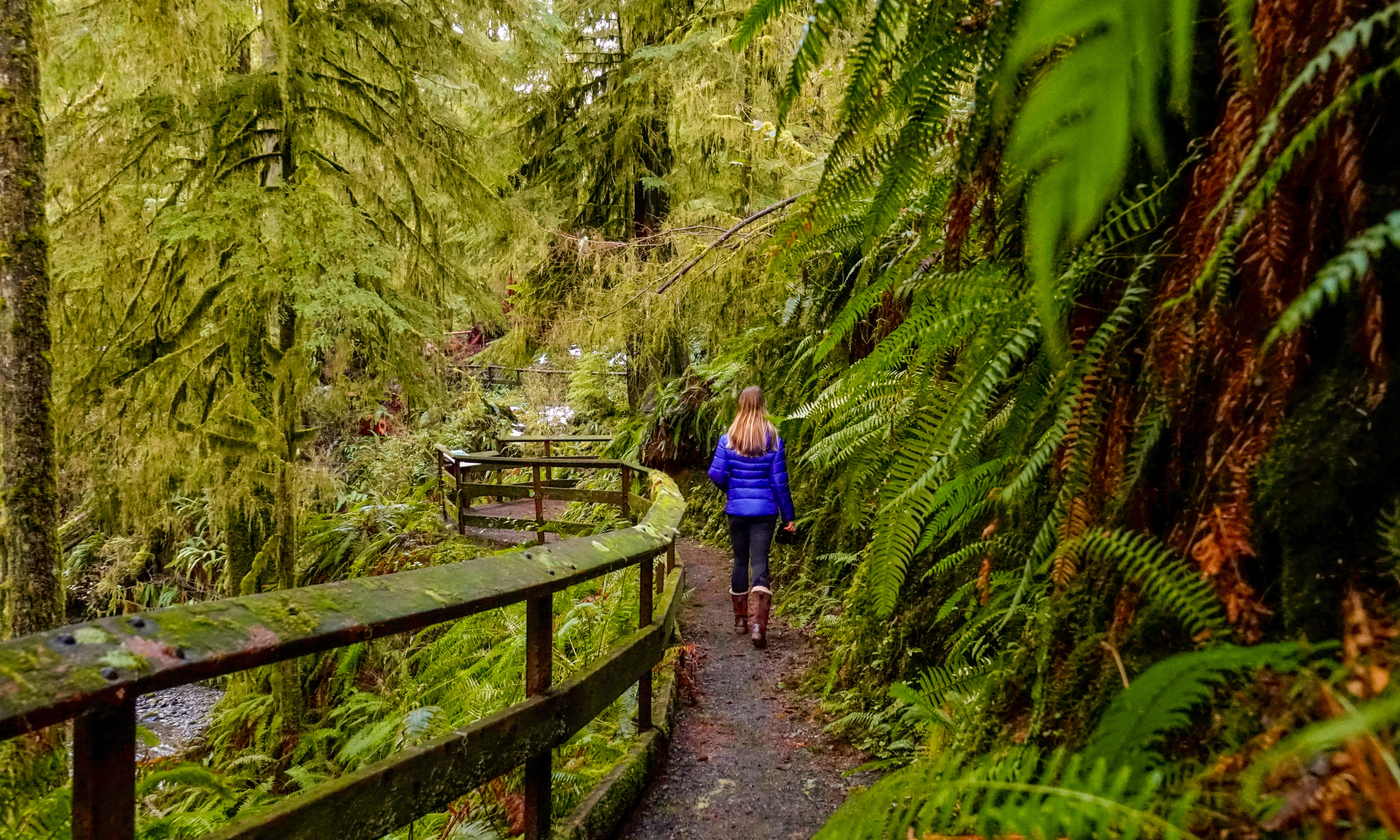 Temperate Rain Forests - Olympic National Park (U.S. National Park