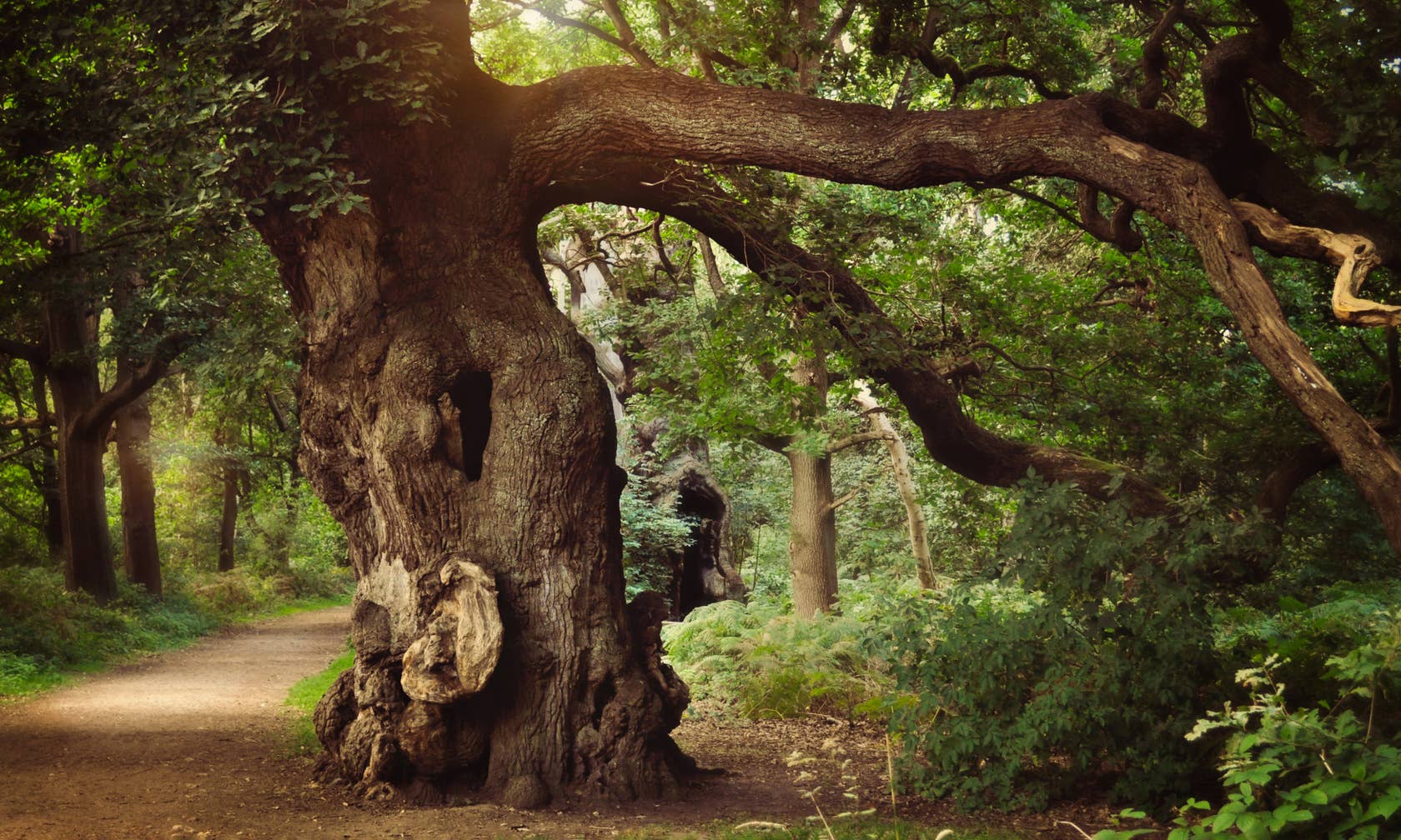 Vacation rentals in Sherwood Forest