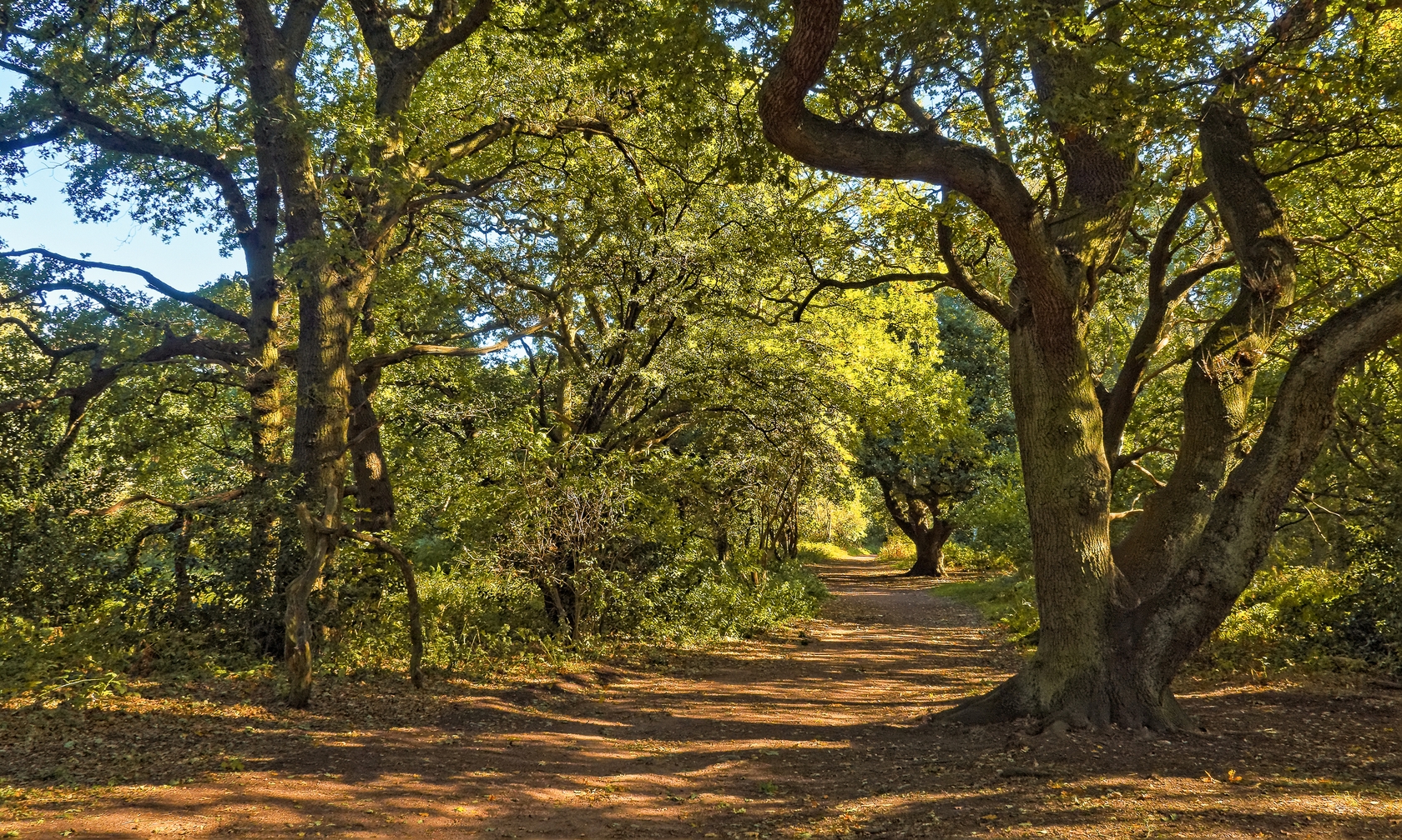 Sherwood Forest Holiday Rentals & Homes Mansfield, United Kingdom