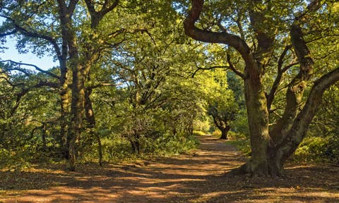 Sherwood Forest : locations saisonnières