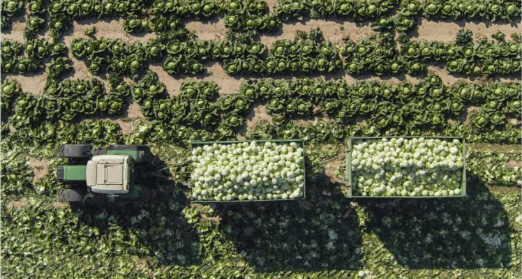 vzc monarch farming desktop us