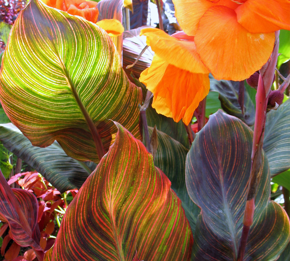 The Popularity of Variegated Plants - Lee Valley Tools