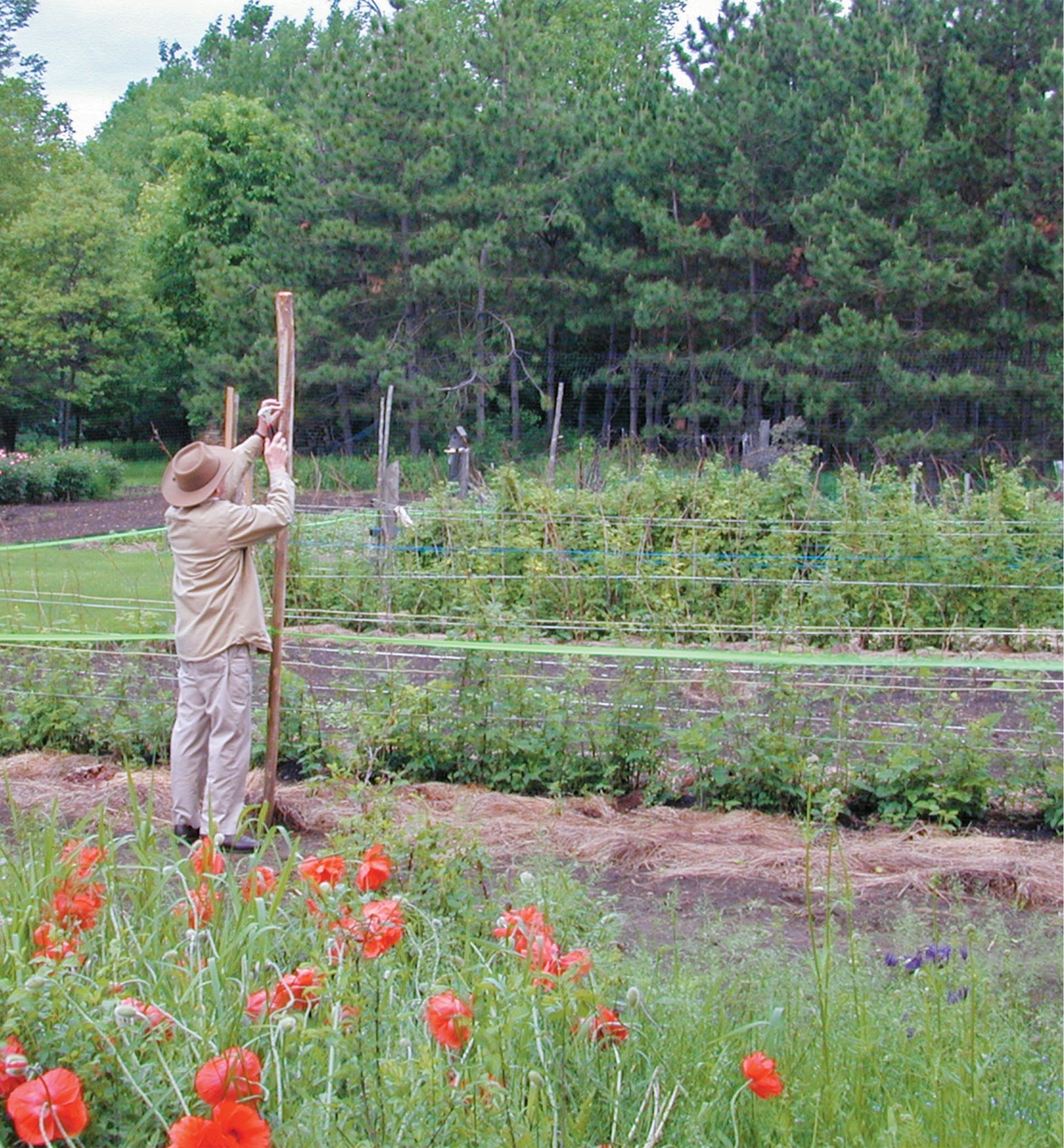 Deer Fence