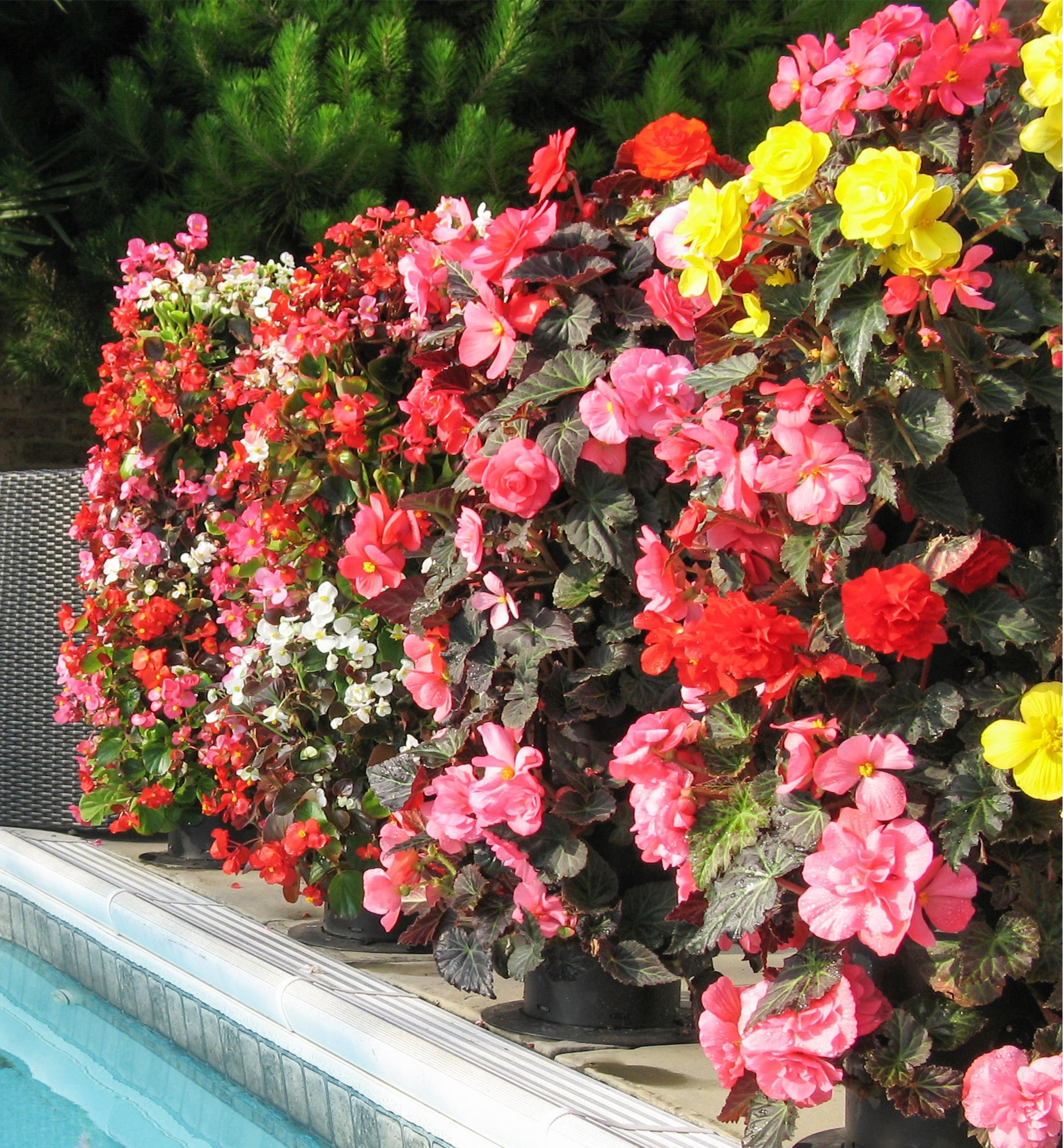 Pair of Flower Towers