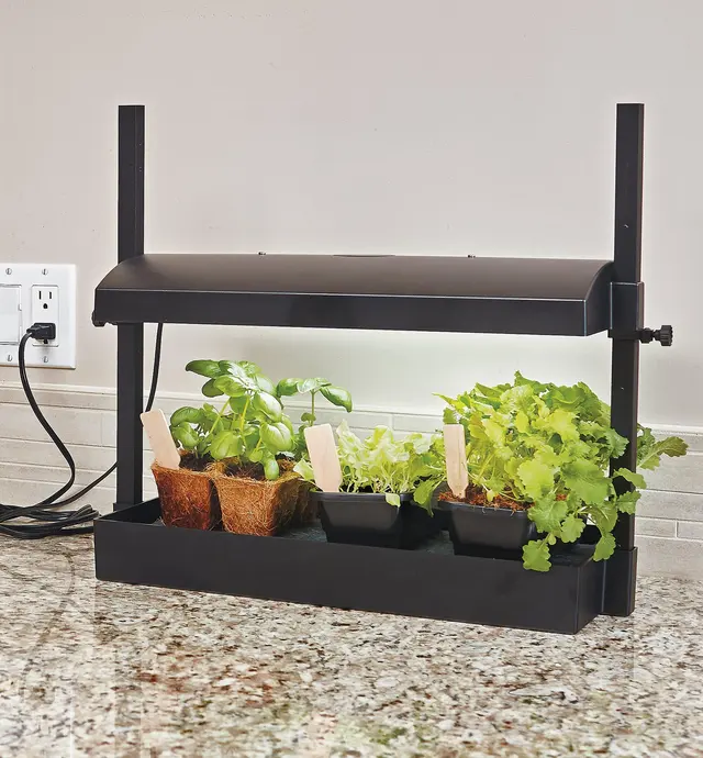 Seedlings growing in the LED Mini Grow-Light Kit