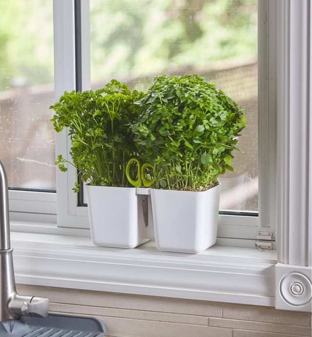 Fines herbes dans un pot à deux compartiments sur un appui de fenêtre