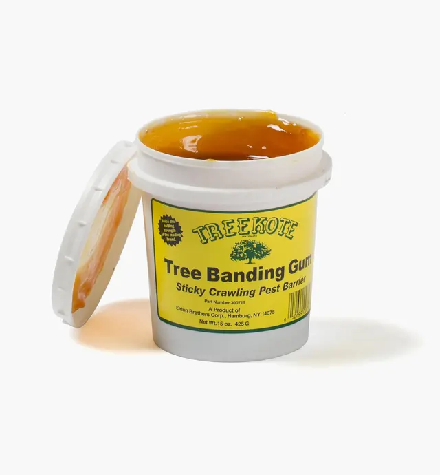 image of Tree Banding Gum