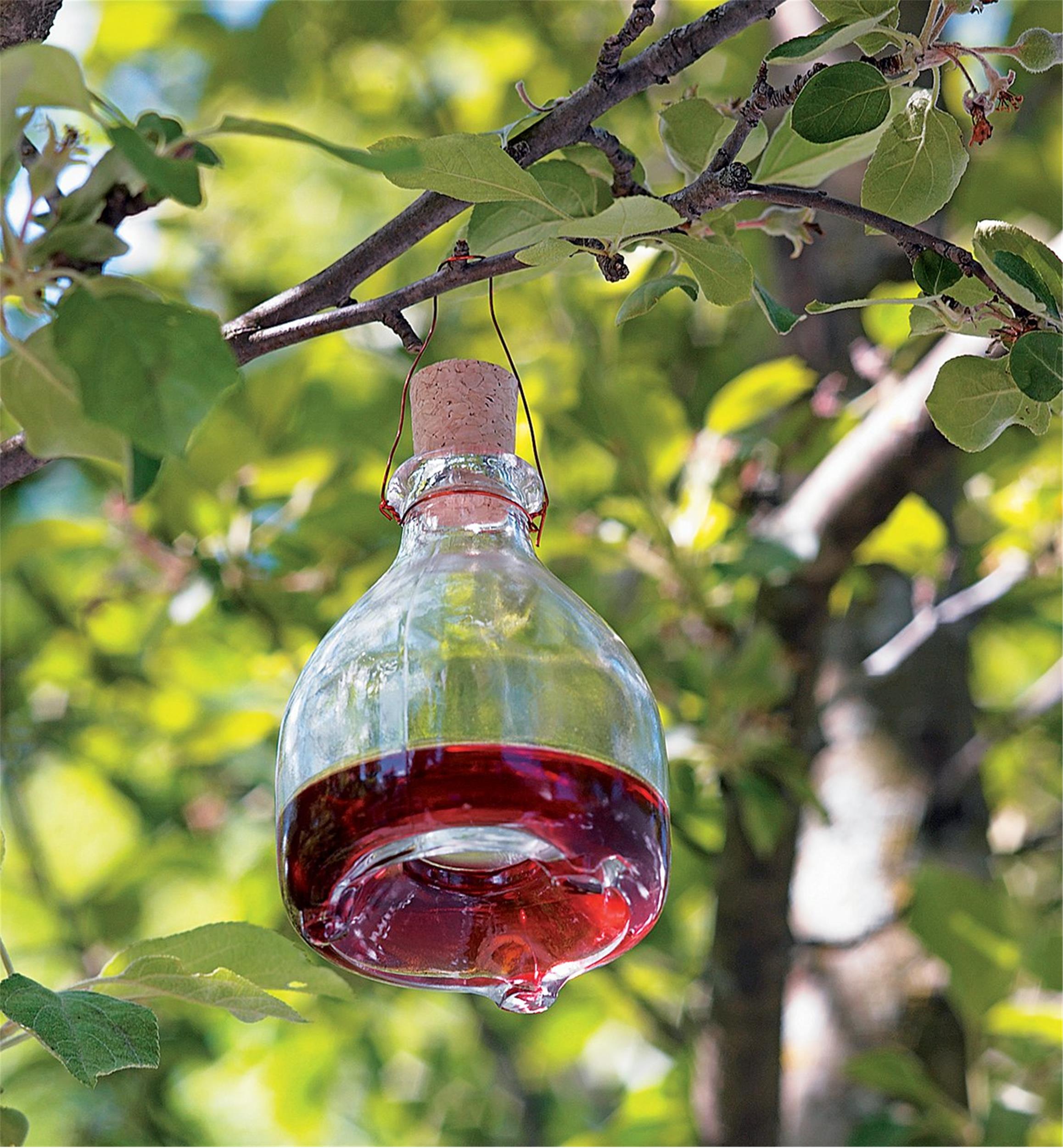Hanging Wasp Trap