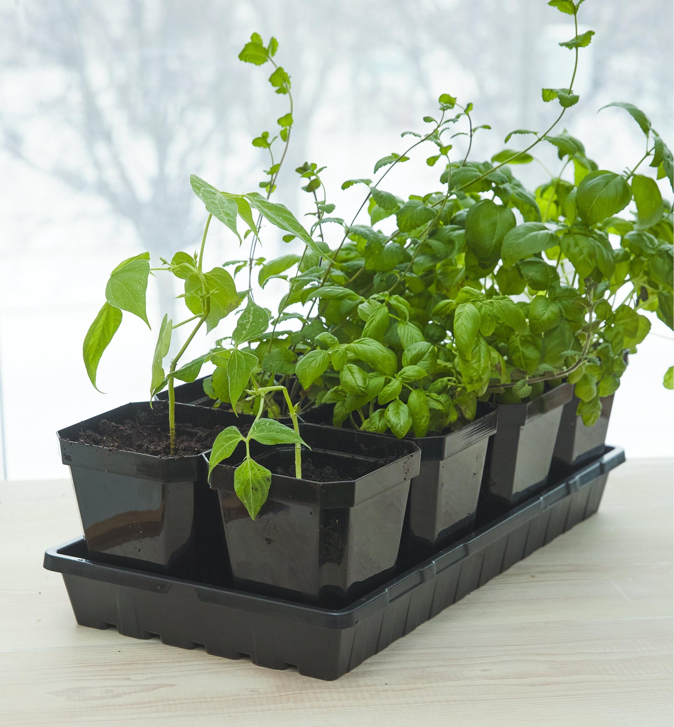 5" Pots
