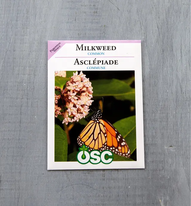 image of Asclépiade commune sachets de semences OSC