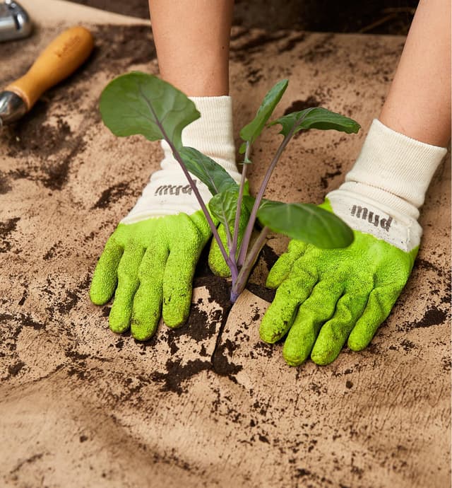 Hands pressing down on a weed barrier around a plant