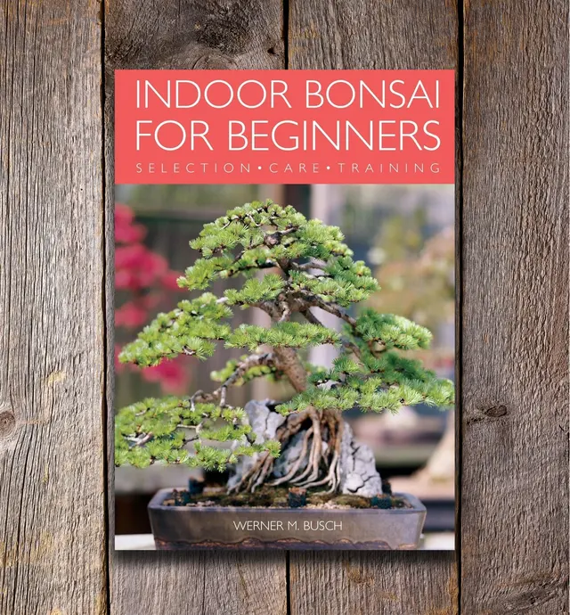 image of Indoor Bonsai for Beginners