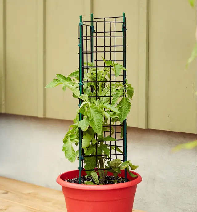 Tomato cage installed in a plant pot