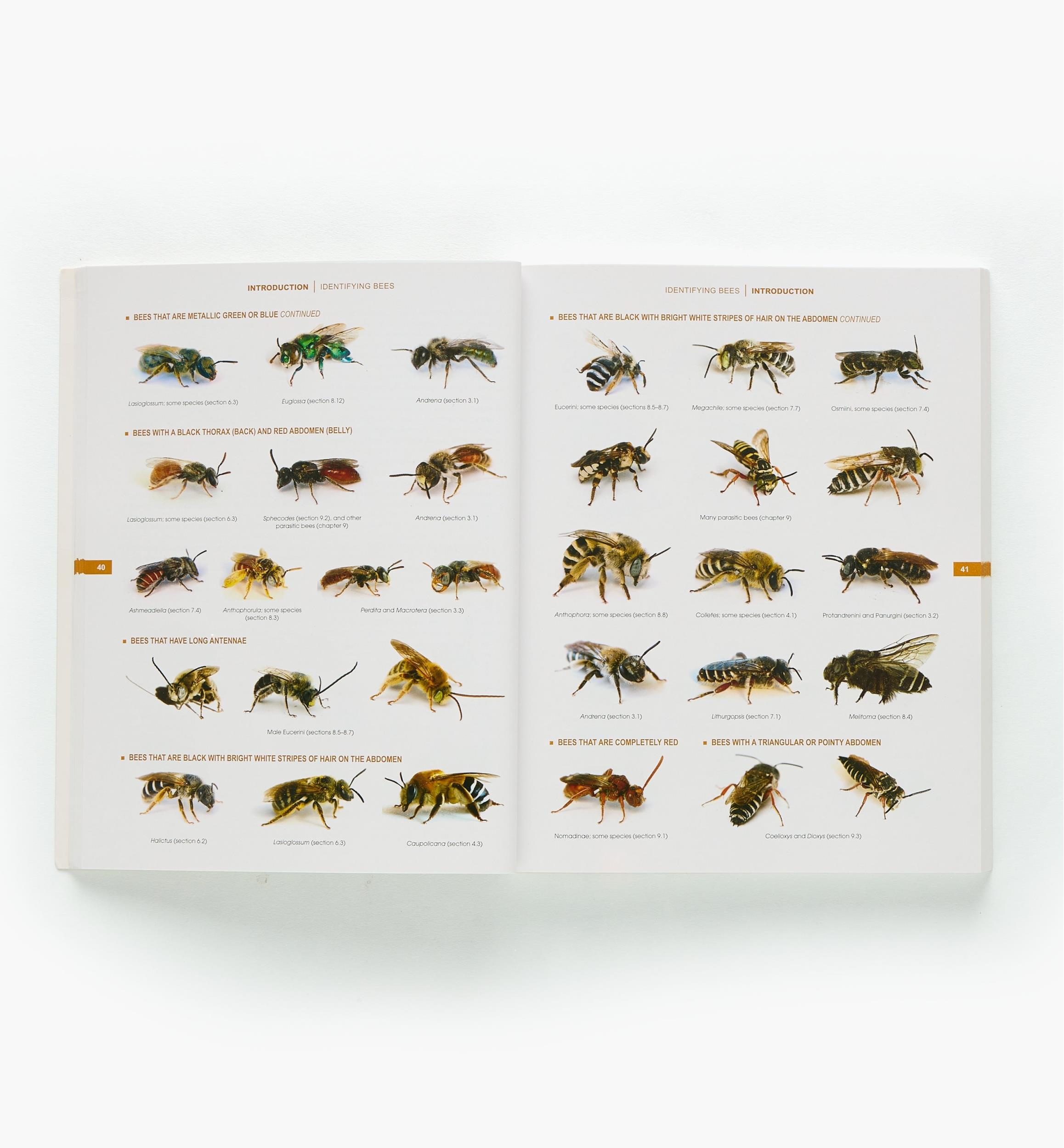 The Bees in Your Backyard