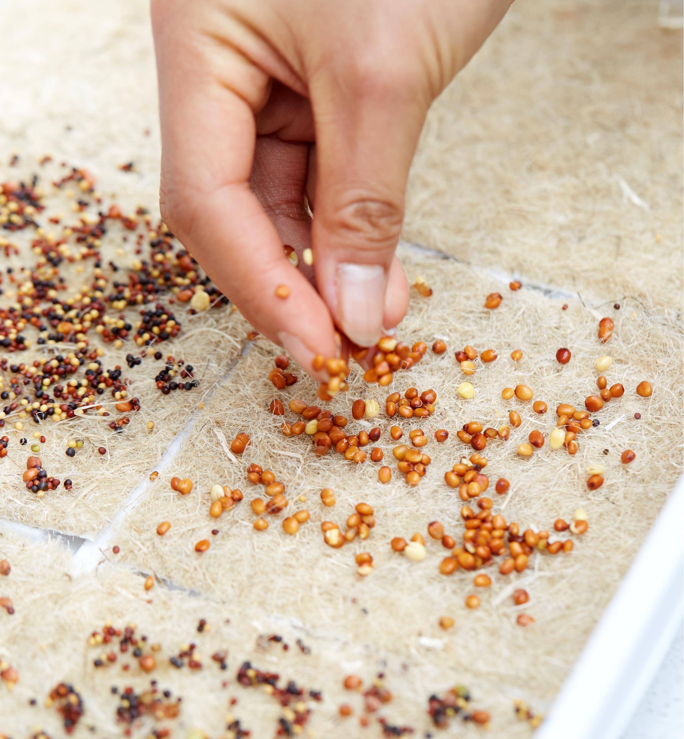Hemp-Fiber Grow Mats