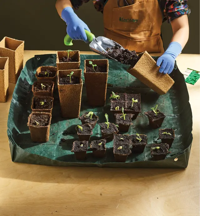 Adding soil to fiber pots with seedlings sitting in a tabletop tarp