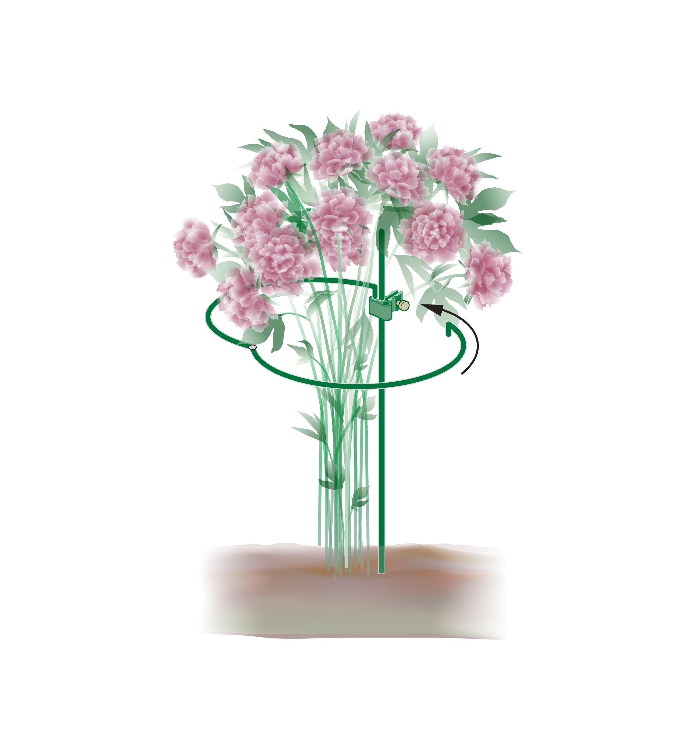 Supports pour pivoines Lee Valley