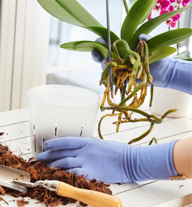 Personne empotant une orchidée dans un pot transparent