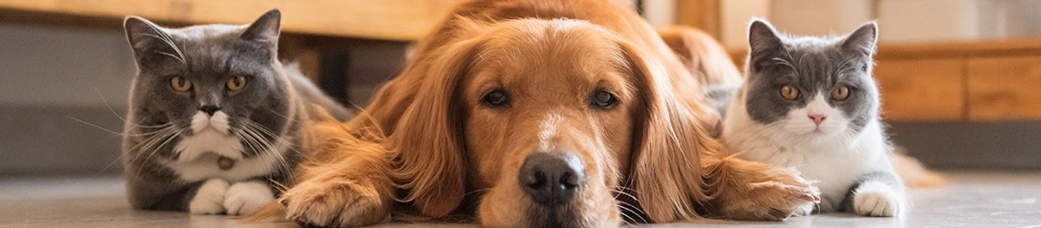 Asda Money Pet Insurance