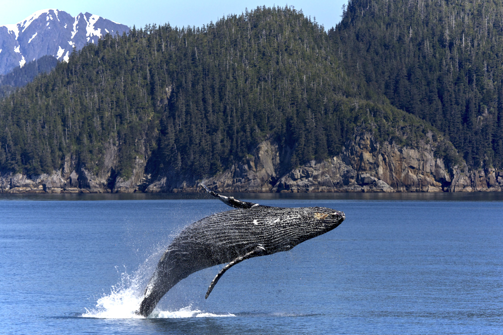 Humpback_Whale_-_Flickr_-