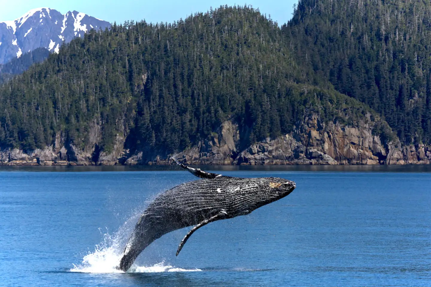 Avistamiento De Ballenas En Alaska Todo Lo Que Necesitas Saber avistamiento-de-ballenas-en-alaska-todo-lo-que-necesitas-saber