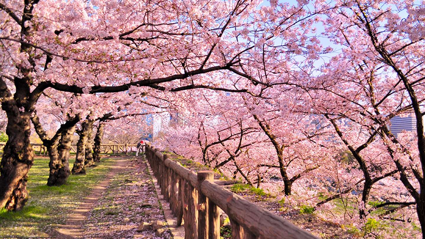Top 7 Best Places to See Cherry Blossoms
