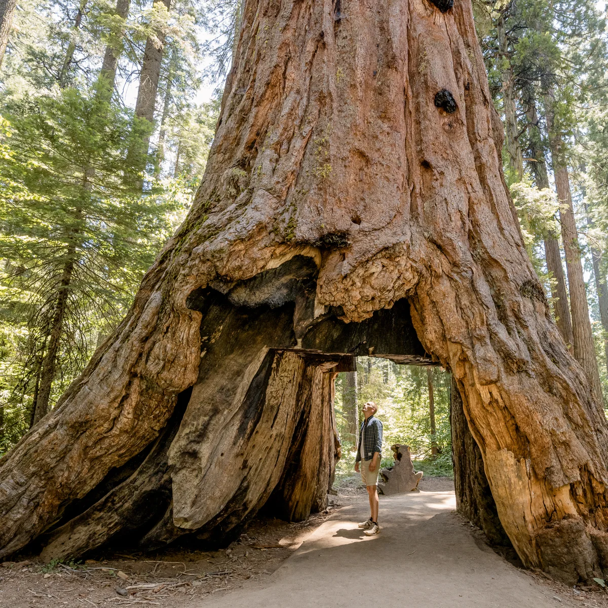 sand and sequoias best bike