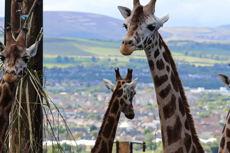 エディンバラ動物園を訪れてみませんか