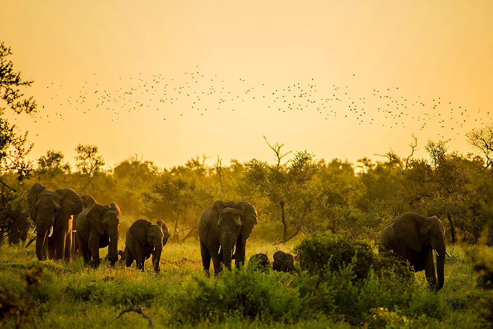 Discover the Best Time to Visit the Kruger National Park