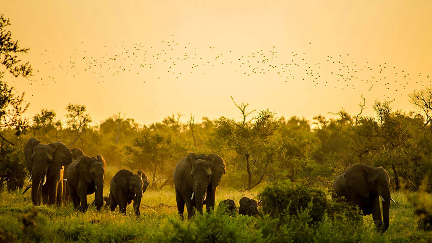 Discover the Best Time to Visit the Kruger National Park