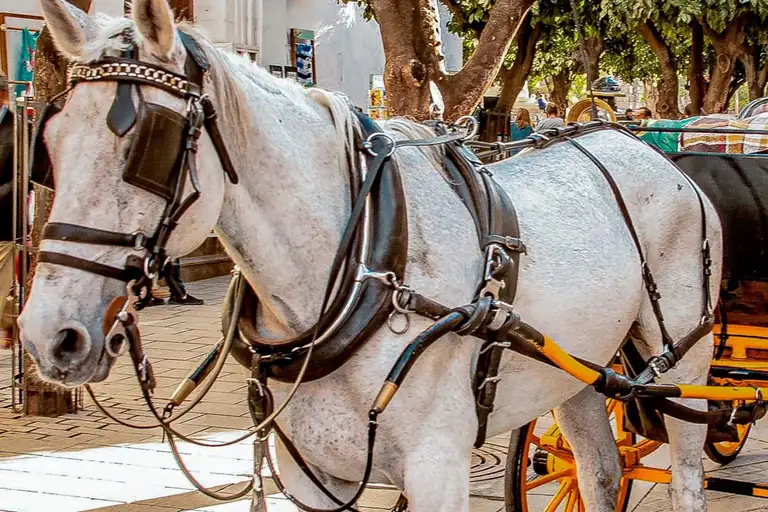 Tour the city by horse-drawn carriage