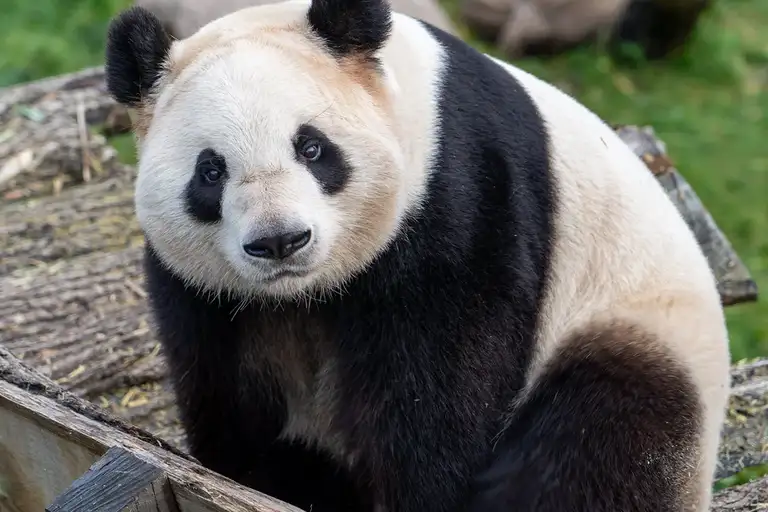 Enjoy a day at Copenhagen Zoo