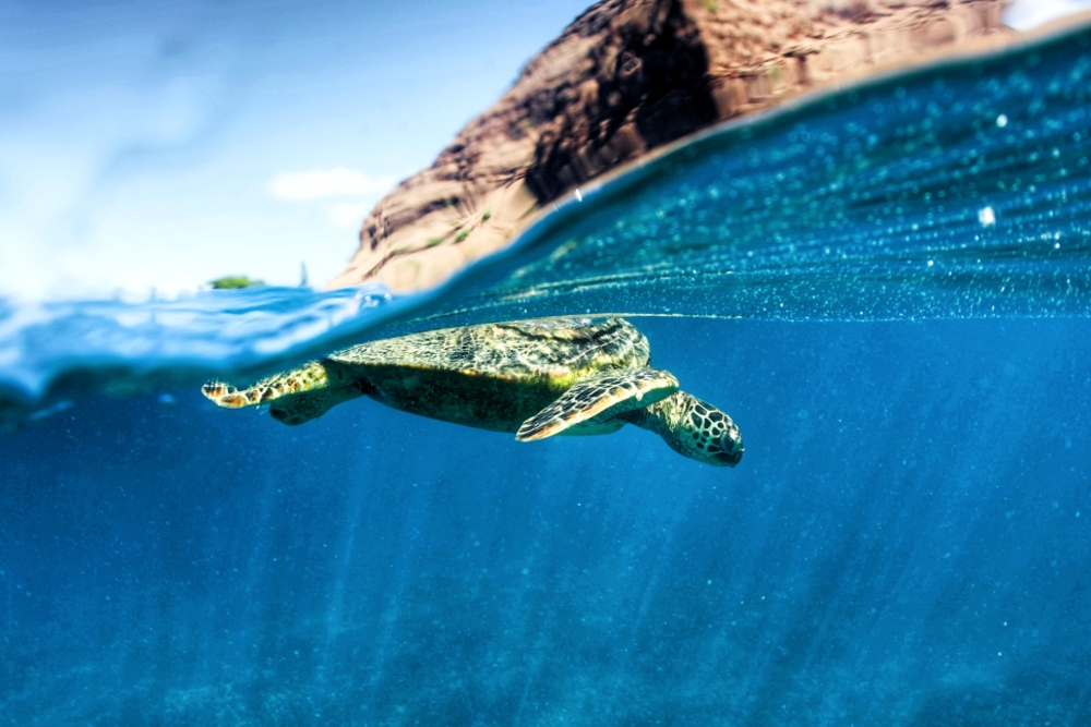 5 av de beste stedene å se skilpadder på Hawaii, image size:1440x811