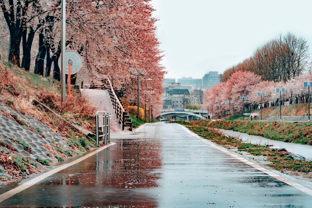 Votre guide pour le printemps à Séoul : 7 expériences clés