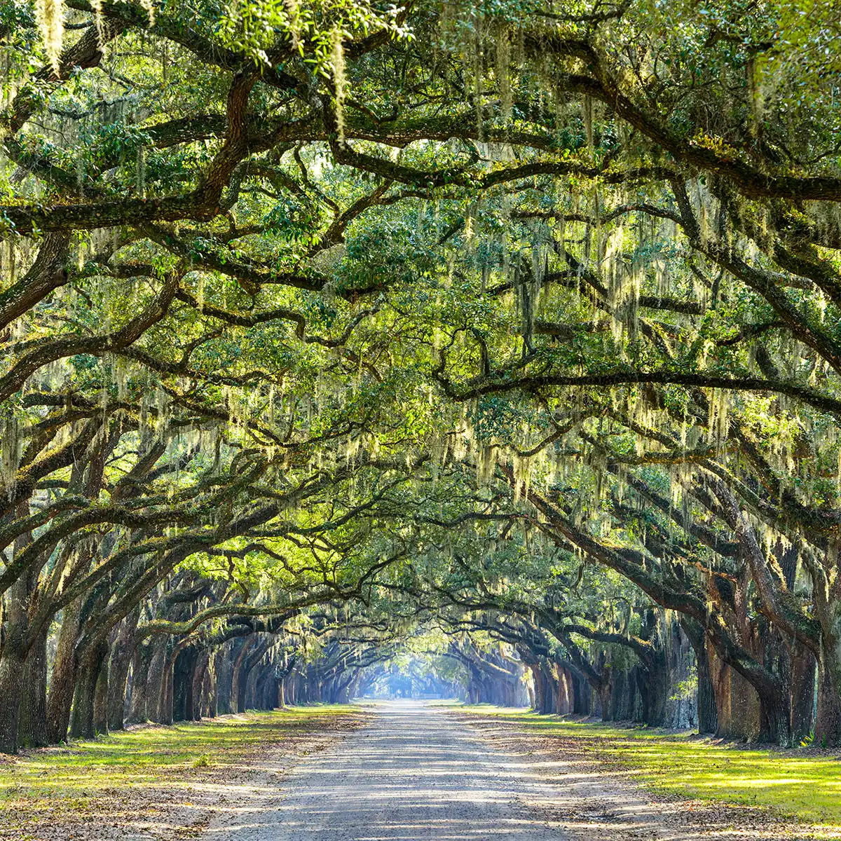 Best places to visit in Savannah: top attractions you don't want to miss