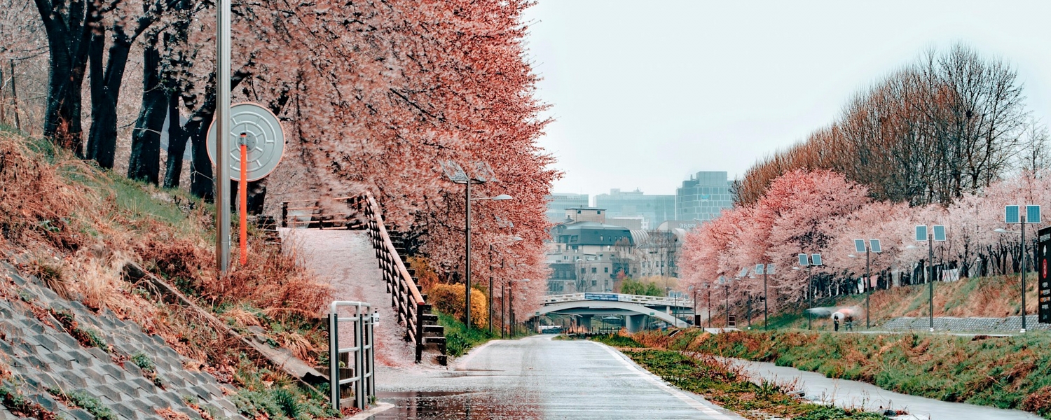 Votre guide pour le printemps à Séoul : 7 expériences clés