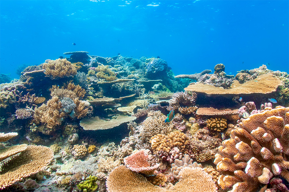 グレートバリアリーフ海洋公園の観光ベストシーズン完全ガイド
