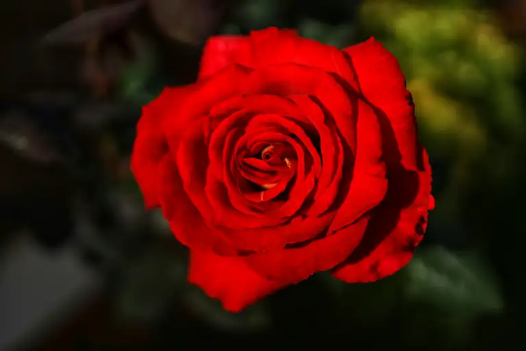 A single red rose