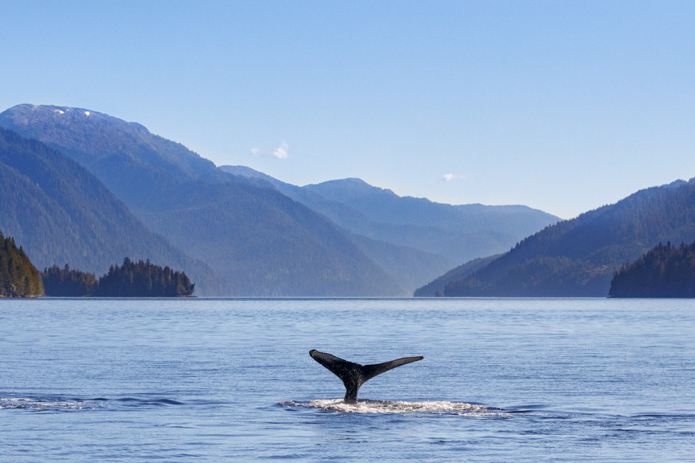 Whale Watching in Vancouver: Where Should You Go?