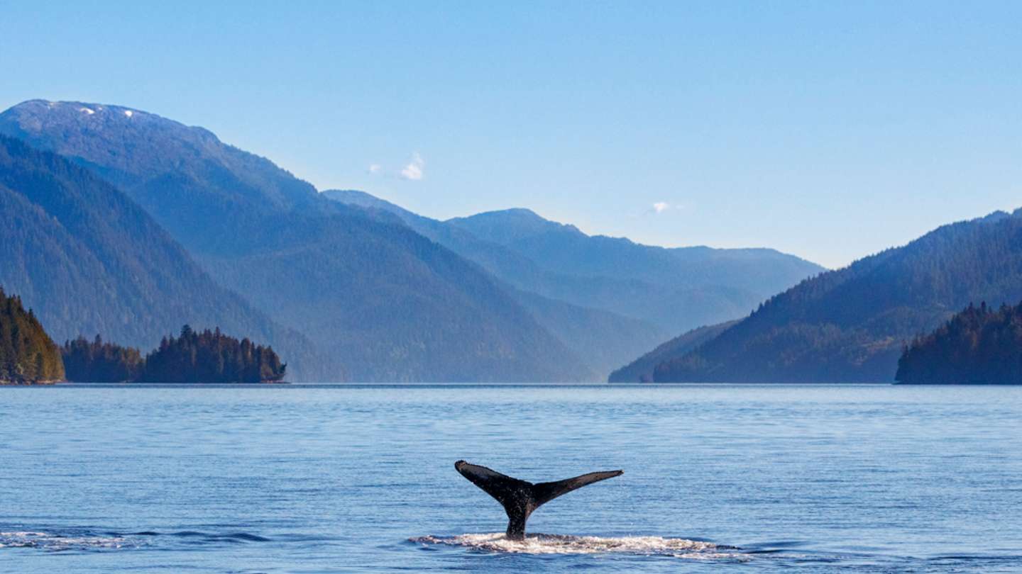 Whale Watching in Vancouver: Where Should You Go?