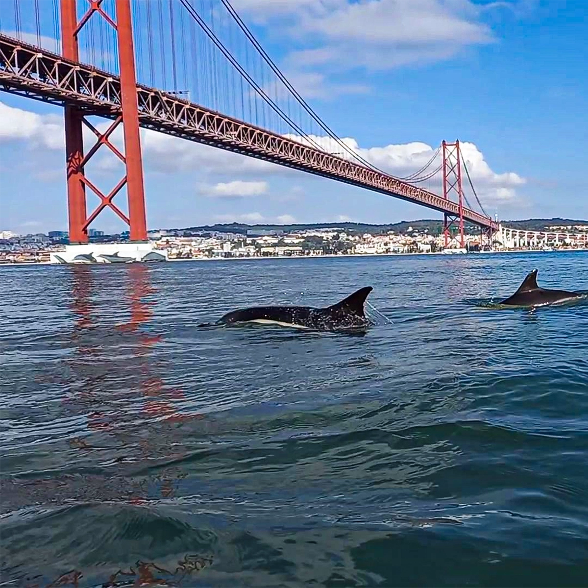 20-fun-and-unique-things-to-do-in-lisbon